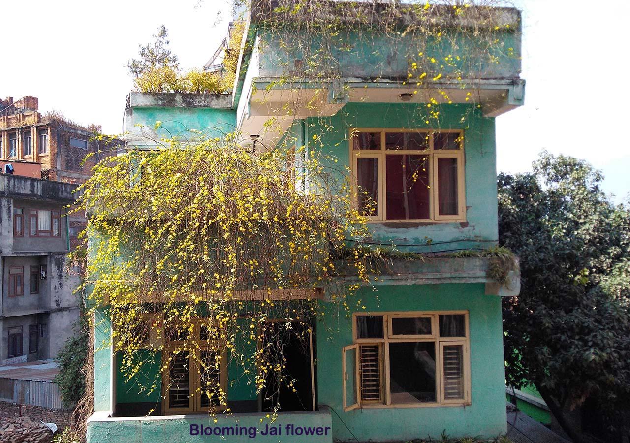 Hotel Impala Garden Katmandu Eksteriør bilde